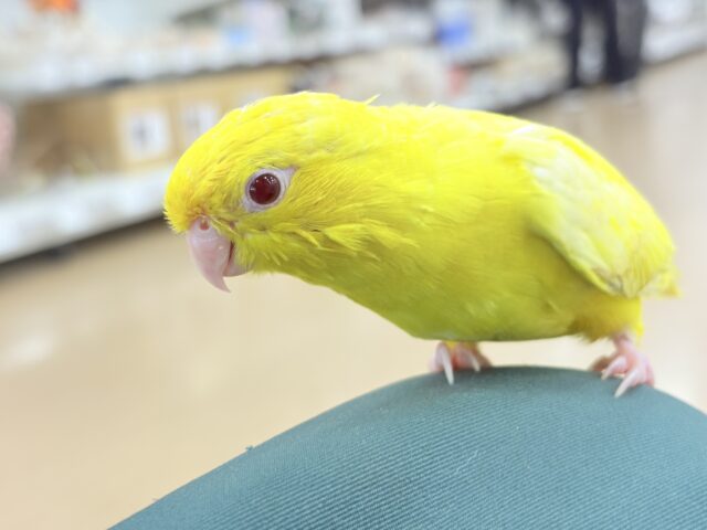 サザナミインコ