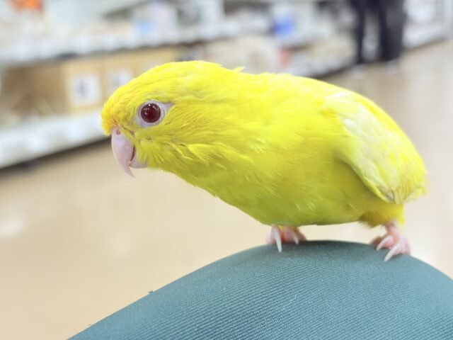 サザナミインコ