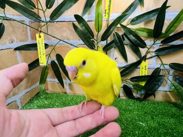 セキセイインコ
