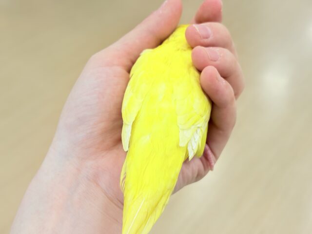 サザナミインコ
