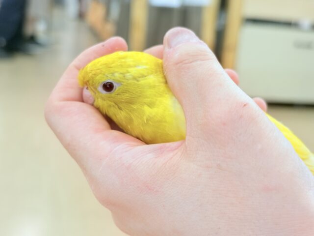 サザナミインコ