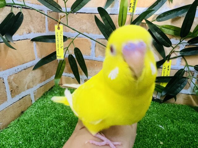 セキセイインコ