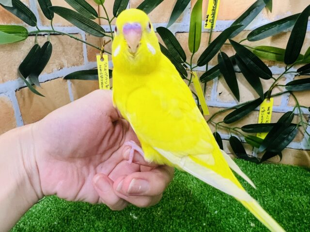 おっきな赤ちゃん♡かまってちゃんセキセイインコのルチノー☆