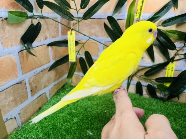 セキセイインコ