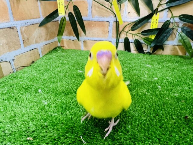 セキセイインコ