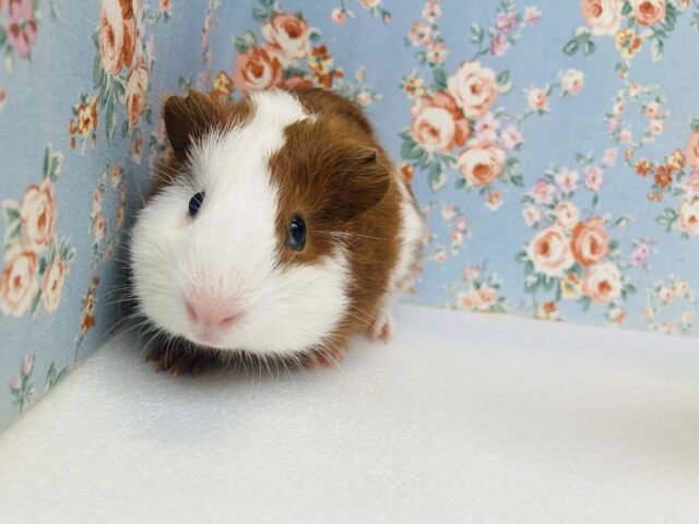 イングリッシュモルモット