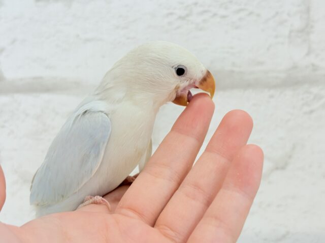 コザクラインコ（小桜インコ）