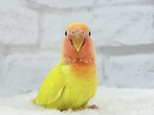コザクラインコ（小桜インコ）