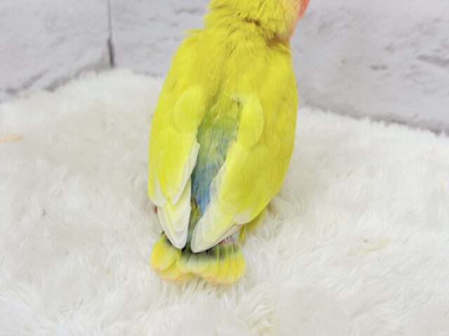 コザクラインコ（小桜インコ）