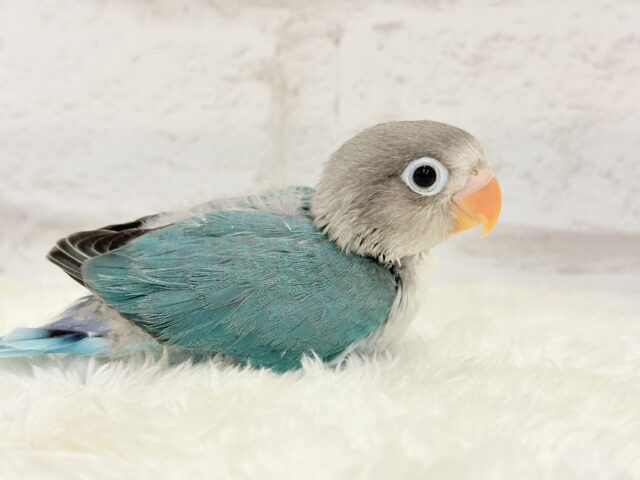 ブルーボタンインコ