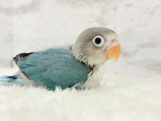 ブルーボタンインコ