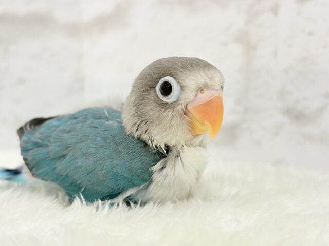 ブルーボタンインコ