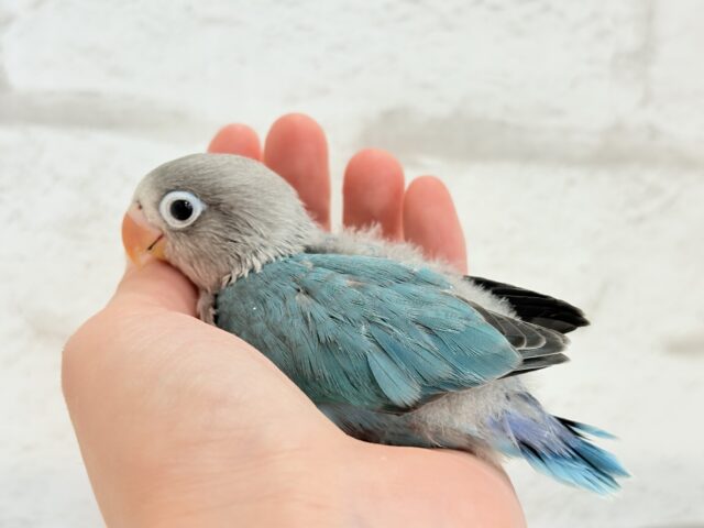 ブルーボタンインコ