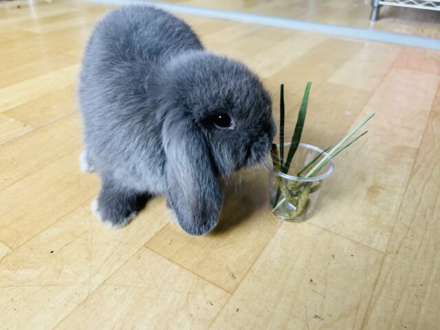 ロップイヤーラビット