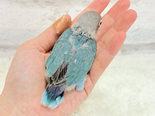 ブルーボタンインコ