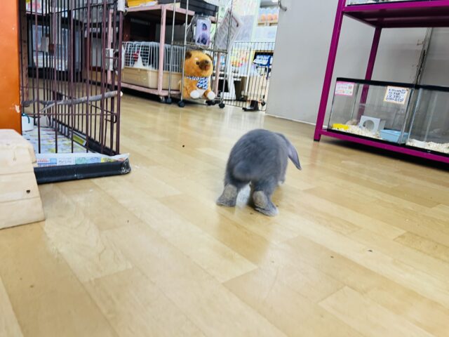 ロップイヤーラビット