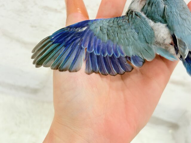 【最新画像更新🪄】ミニミニっ子怪獣🦕.*・゚マメルリハ(ブルー)男の子 ヒナ マメルリハ