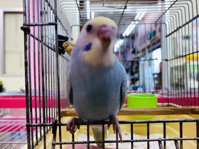 セキセイインコ