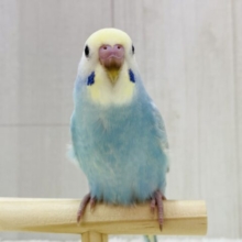 最新画像有ります❗️ポッピングシャワー浴びちゃいましょ🥳✨ほわほわ可愛すぎるセキセイインコ(パステルレインボー)⭐️