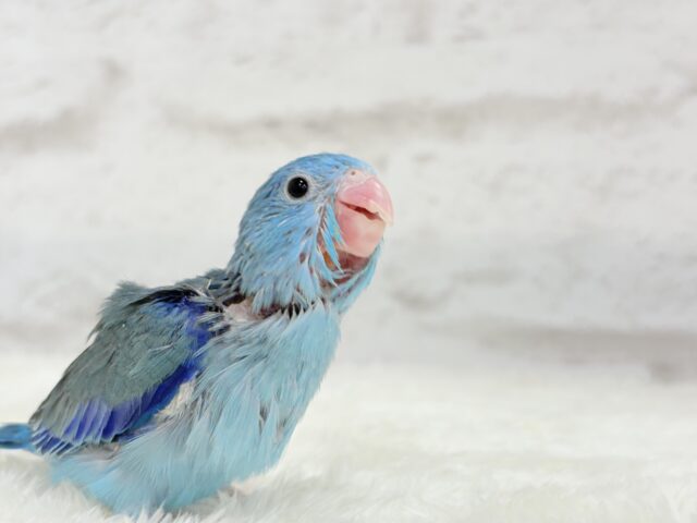 【最新画像更新🪄】ミニミニっ子怪獣🦕.*・゚マメルリハ(ブルー)男の子 ヒナ マメルリハ