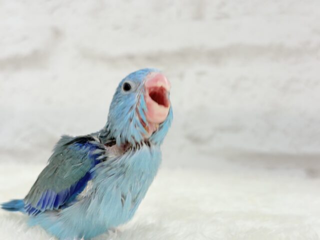 【最新画像更新🪄】ミニミニっ子怪獣🦕.*・゚マメルリハ(ブルー)男の子 ヒナ マメルリハ