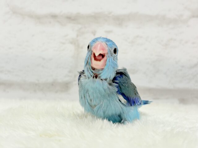 【最新画像更新🪄】ミニミニっ子怪獣🦕.*・゚マメルリハ(ブルー)男の子 ヒナ マメルリハ