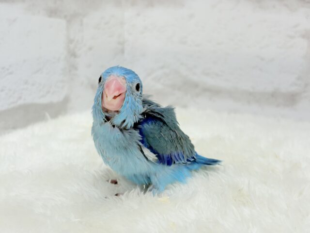 【最新画像更新🪄】ミニミニっ子怪獣🦕.*・゚マメルリハ(ブルー)男の子 ヒナ マメルリハ