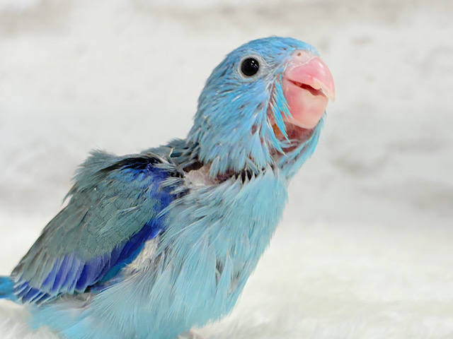 【最新画像更新🪄】ミニミニっ子怪獣🦕.*・゚マメルリハ(ブルー)男の子 ヒナ 【最新画像更新🪄】ミニミニっ子怪獣🦕.*・゚マメルリハ(ブルー)男の子 ヒナ