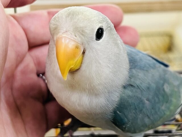 8/13更新♡ほんのりクリームのブルーチェリーパイド入舎しました♡