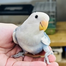 8/13更新☆青空模様☀︎コザクラインコのブルーチェリーパイド)入荷しました❤️