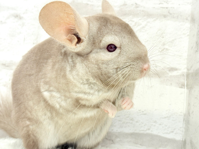 狭いところで寝るのが好き♥チンチラ(チョコレート) 女の子