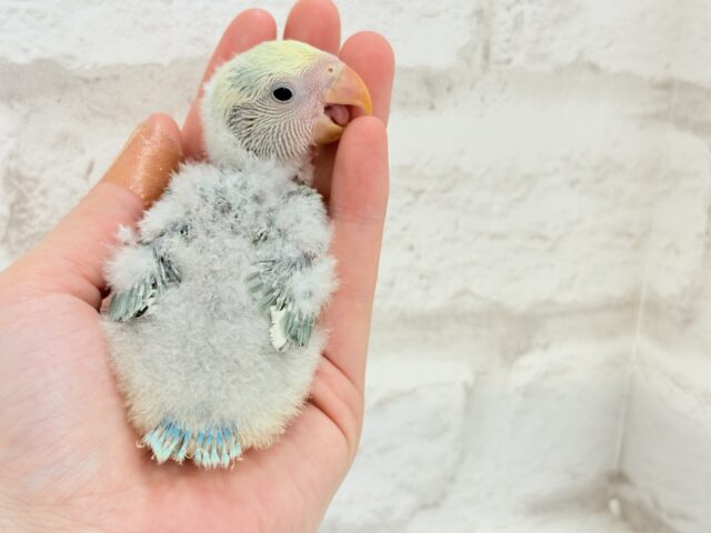 コザクラインコ（小桜インコ）