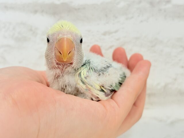 コザクラインコ（小桜インコ）