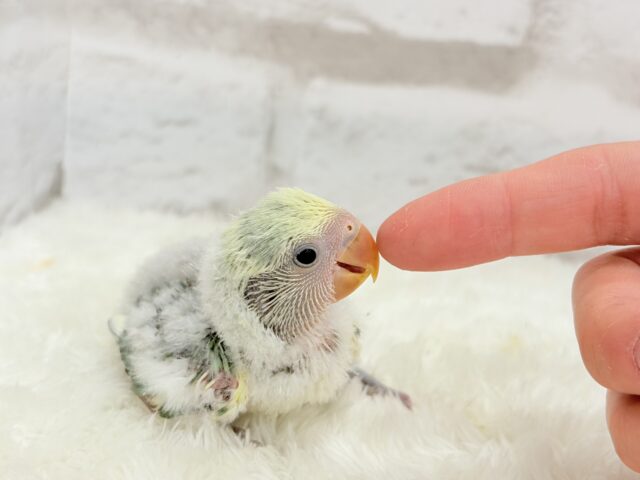 コザクラインコ（小桜インコ）