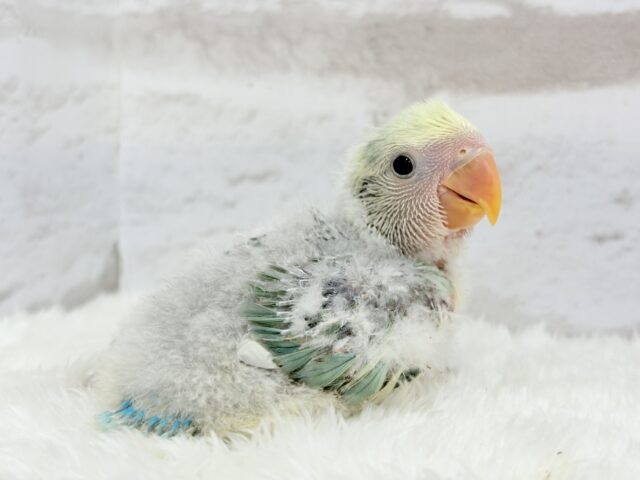 コザクラインコ（小桜インコ）