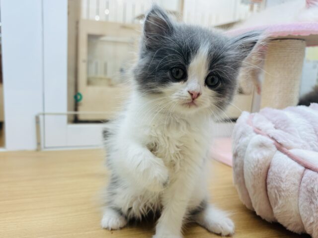 僕の体にあるハートを探せ🎶ラガマフィンくん！