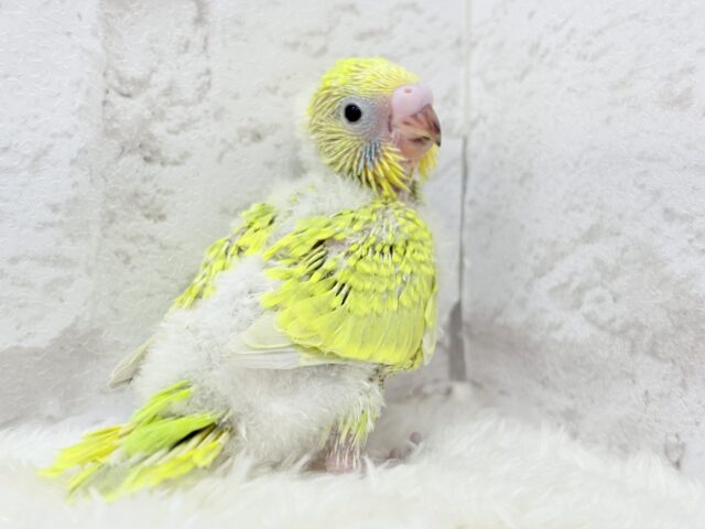 セキセイインコ