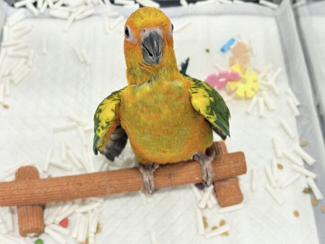 コガネメキシコインコ
