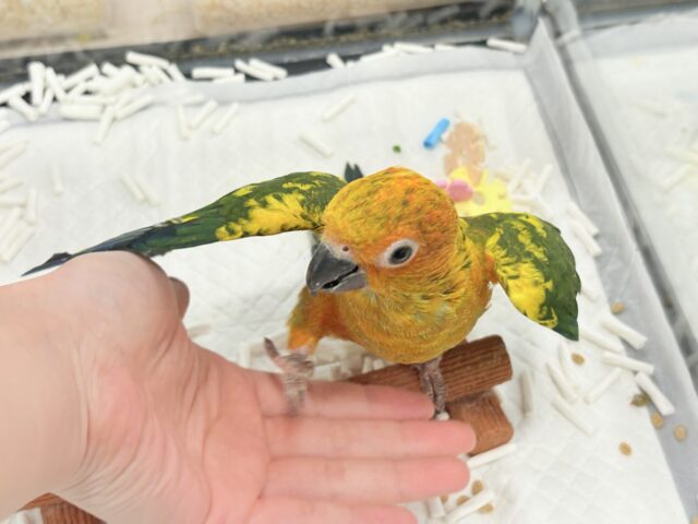コガネメキシコインコ