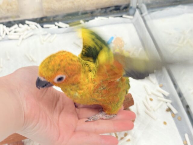 コガネメキシコインコ