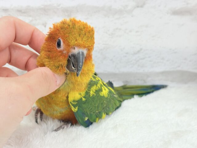 コガネメキシコインコ