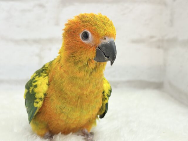 コガネメキシコインコ