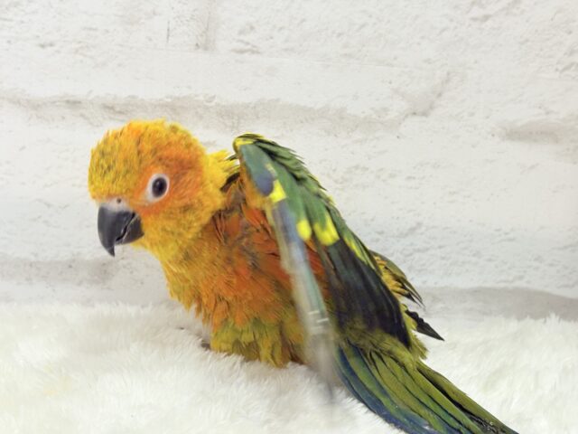 コガネメキシコインコ