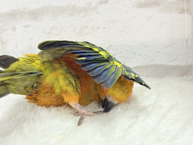 コガネメキシコインコ