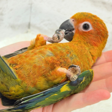 【最新画像更新🪄】ピカピカのヒマワリちゃん🌻🫧コガネメキシコインコ ヒナ