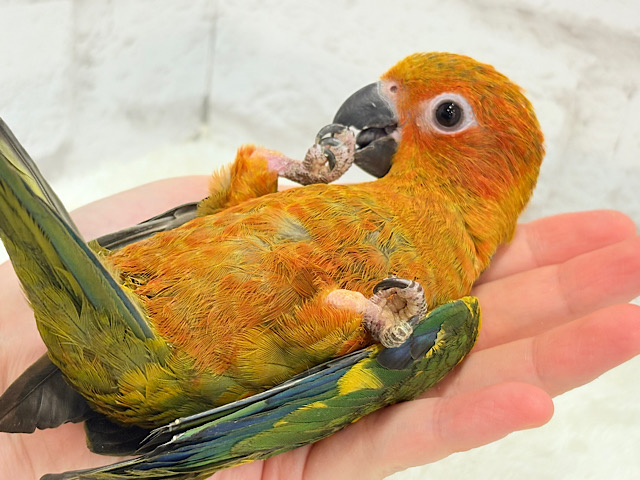 【最新画像更新🪄】ピカピカのヒマワリちゃん🌻🫧コガネメキシコインコ ヒナ
