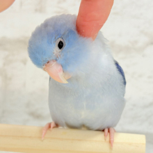 【最新画像・動画更新🪄カゴデビューしました！】優しい表情と優しいお色🫧マメルリハ(コバルトパイド) 男の子 ヒナ