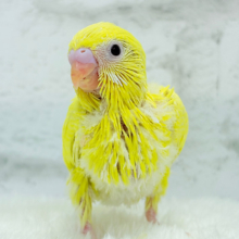 ピッカピカたまごちゃん🐥💛セキセイインコ(ルチノー) ヒナ