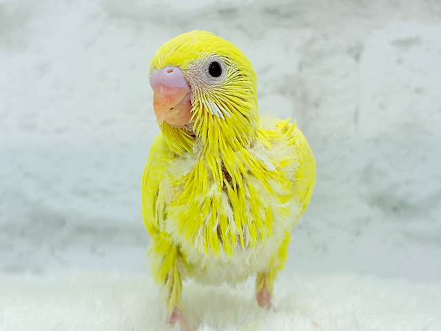ピッカピカたまごちゃん🐥💛セキセイインコ(ルチノー) ヒナ