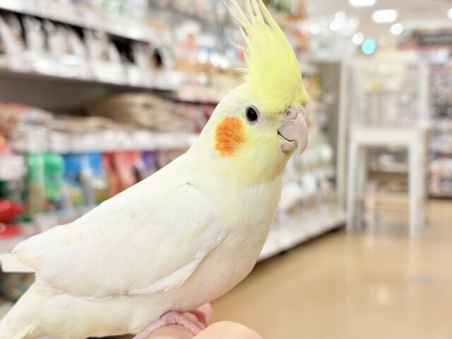 オカメインコ